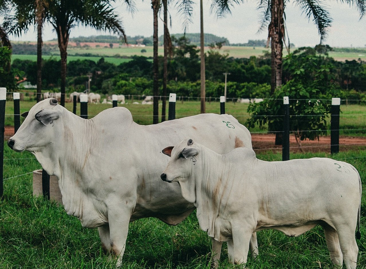 Inovação na Valor Assessoria